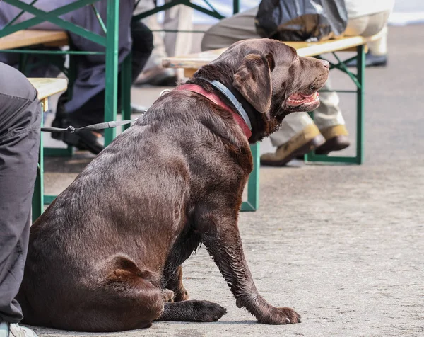 Gran perro en la cafetería de la ciudad . —  Fotos de Stock