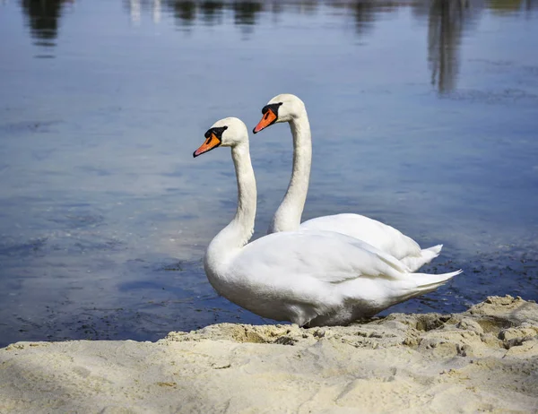 Zwanen aan de kust van het meer. — Stockfoto