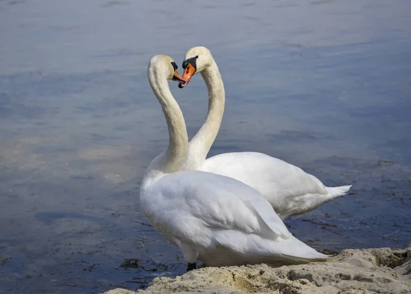 Schwäne am Ufer des Sees. — Stockfoto