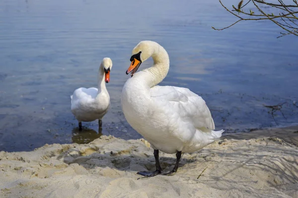 Cisnes en la costa del lago . —  Fotos de Stock