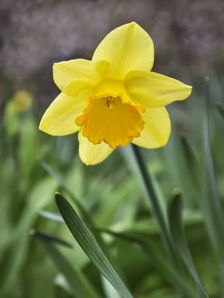 Blommande gula narcisser. — Stockfoto