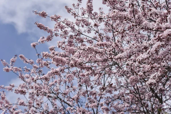 Cherry tree in blossom. — Stock Photo, Image