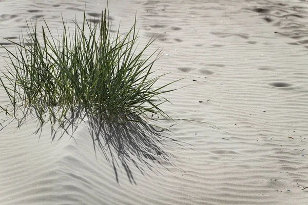 Erba sulle dune nella costa del Mar Baltico . — Foto Stock