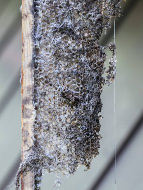 Eski arı kovanı çerçevesi.