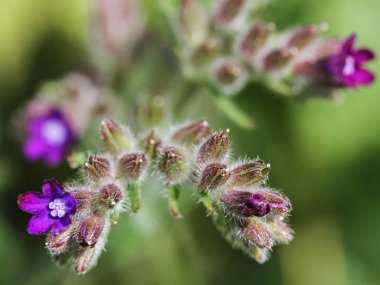 Küçük menekşe çiçekli bitki.