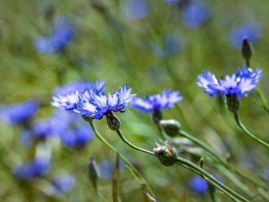 Peygamber bir alan üzerinde.
