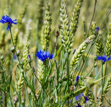 Buğday alan Peygamber ile.