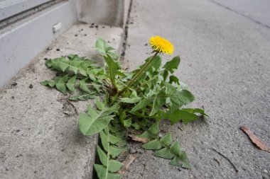Caddede karahindiba.