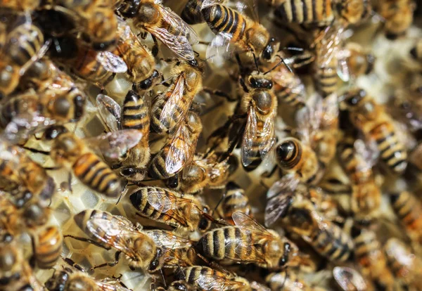 Enjambre de abejas. — Foto de Stock