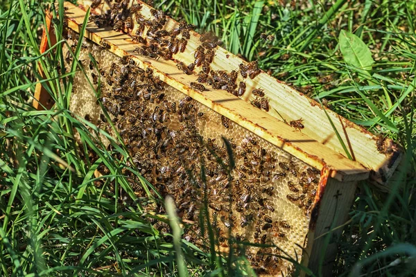 Rój pszczół. — Zdjęcie stockowe