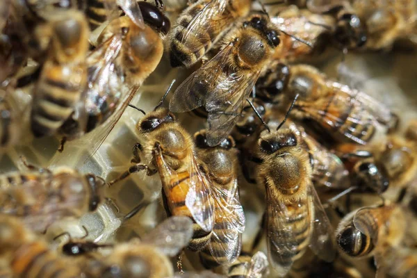 Enxame de abelhas. — Fotografia de Stock