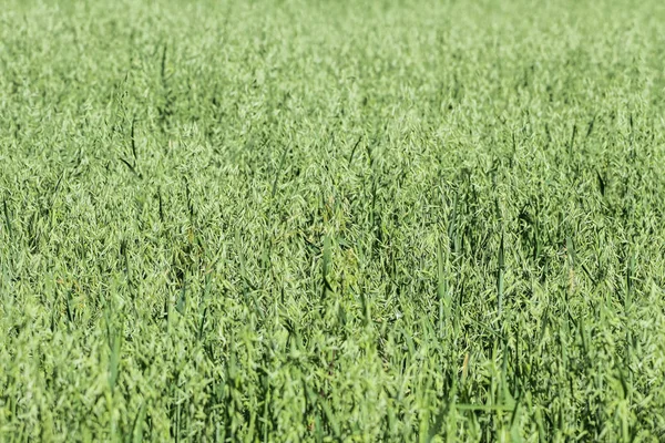 Campo di grano verde. — Foto Stock