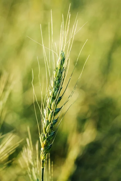 Campo de trigo verde. — Fotografia de Stock