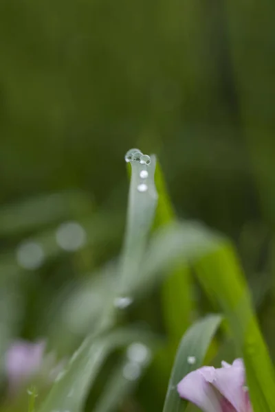 Drops of dew on a grass. — Stock Photo, Image