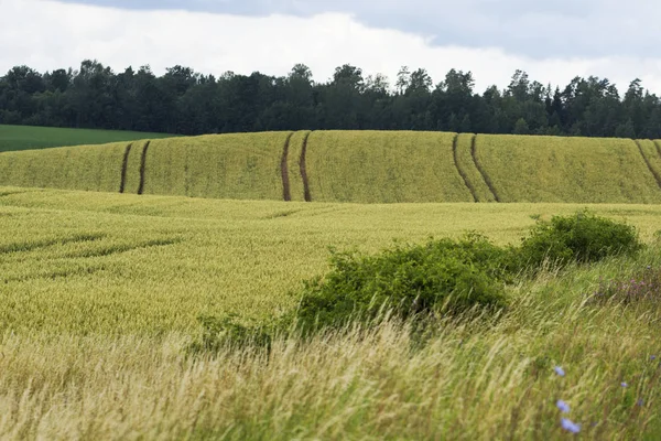 Пшеничное поле на холме . — стоковое фото