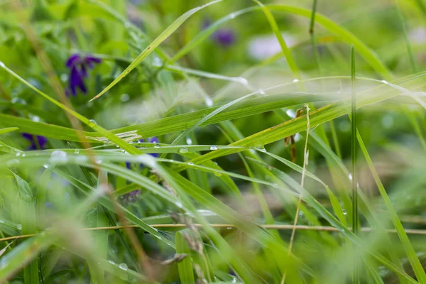 Drops of dew on a grass. — Stock Photo, Image