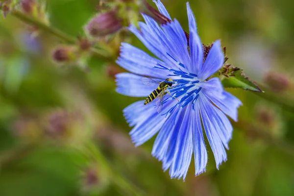 Cornflower on a field. — Stock Photo, Image