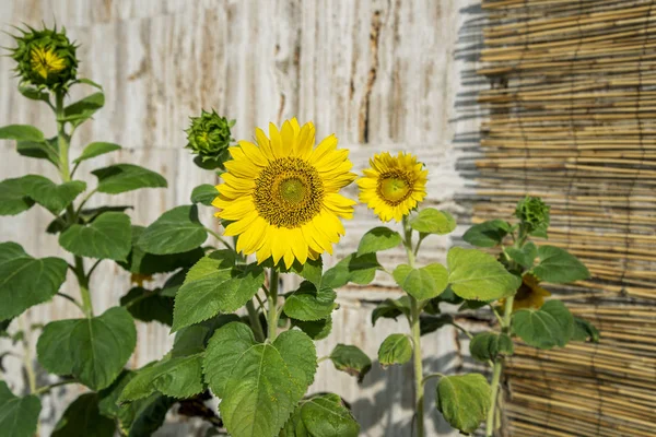 Growing sunny sunflowers. — Stock Photo, Image