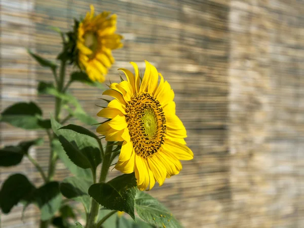 Growing sunny sunflowers. — Stock Photo, Image