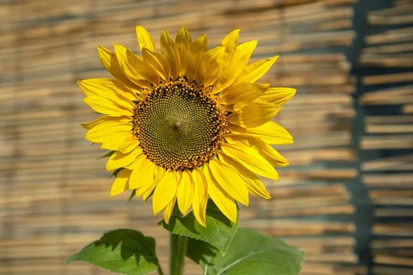 Growing sunny sunflowers. — Stock Photo, Image