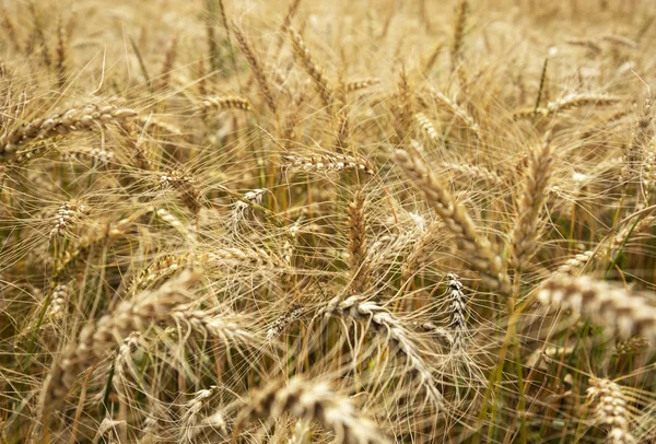 Campo de trigo natural . — Fotografia de Stock