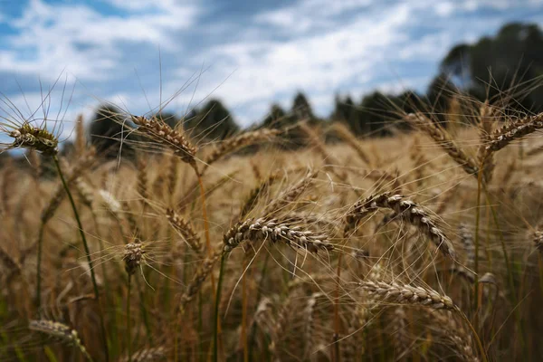 Doğal buğday tarlası. — Stok fotoğraf