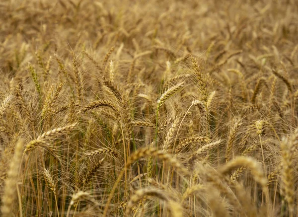 Natural wheat field. — Stock Photo, Image