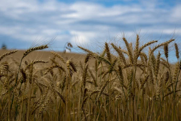 Campo de trigo natural . — Foto de Stock