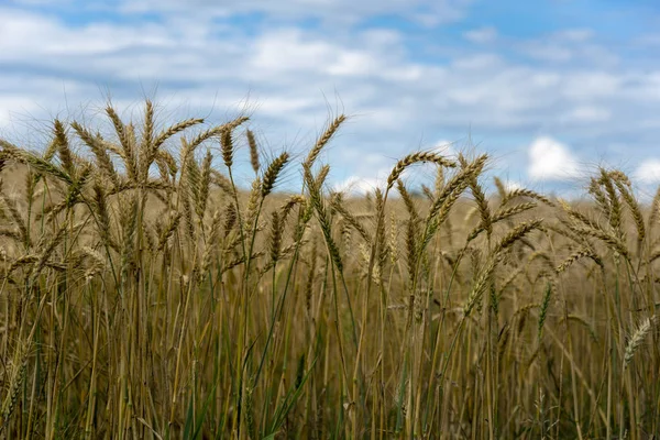 Campo de trigo natural . — Fotografia de Stock