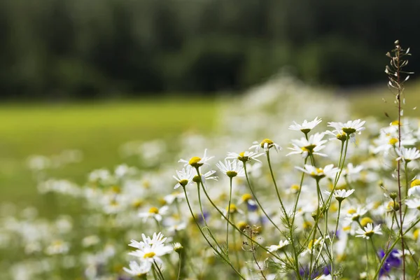 Field with beautiful weed. — Stock Photo, Image