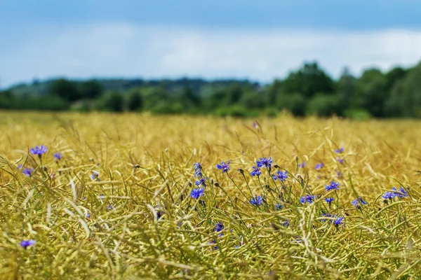 Canola fält med blåklint. — Stockfoto