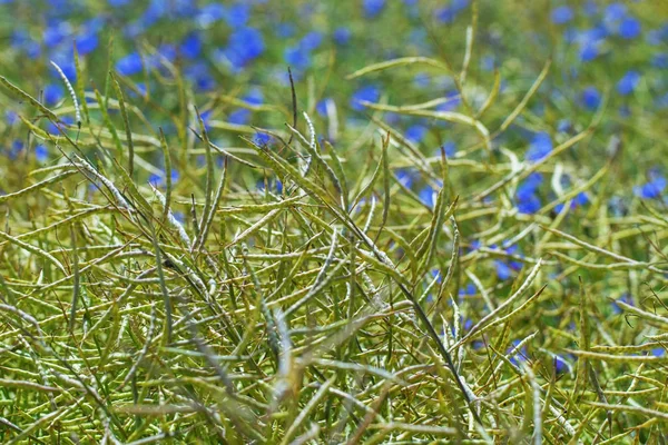 Rapsfeld mit Kornblumen. — Stockfoto