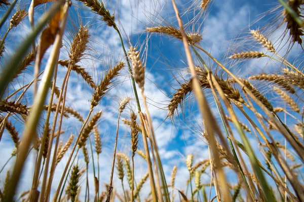 Uitzicht op het natuurlijke veld. — Stockfoto