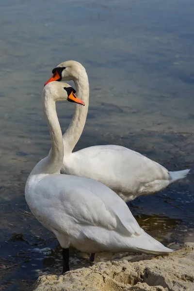 Cisnes en la costa del lago . —  Fotos de Stock