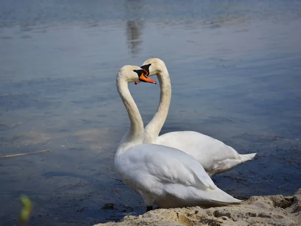 Cisnes na costa do lago . — Fotografia de Stock