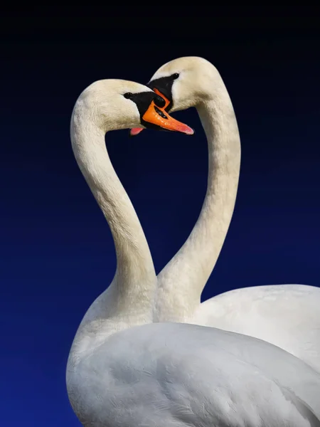 Dois cisnes brancos . — Fotografia de Stock