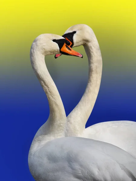 Dos cisnes blancos . — Foto de Stock
