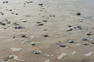 Baltık Denizi Sahili.