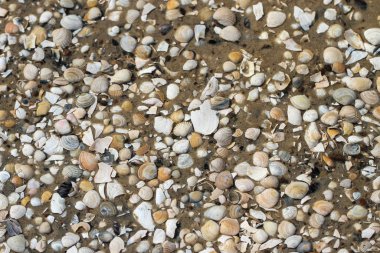 Deniz kabuklarının yüzeyi.