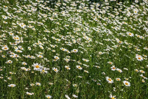 Weiße Gänseblümchen im Hof. — Stockfoto