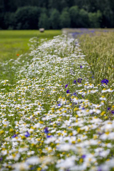 Field with beautiful weed. — Stock Photo, Image