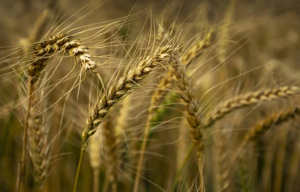 Natural wheat field. — Stock Photo, Image