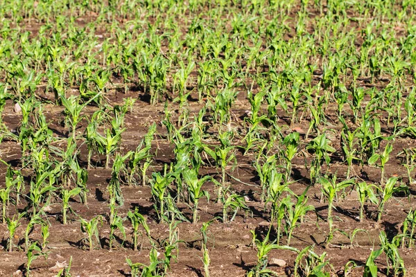 Corn field after storm. — Stock Photo, Image