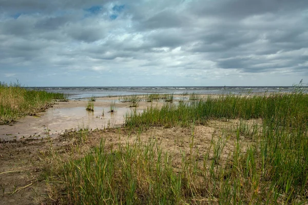 Césped costa del mar Báltico . —  Fotos de Stock