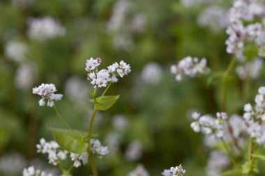 Tarlada karabuğday.