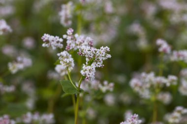 Tarlada karabuğday.