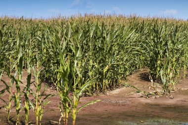 Büyüyen mısır tarlası.