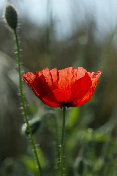 Rode papaver op een veld. — Stockfoto