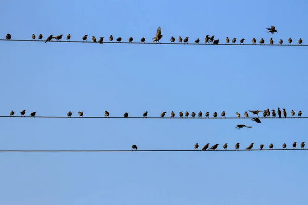 Birds on a wire. — Stock Photo, Image