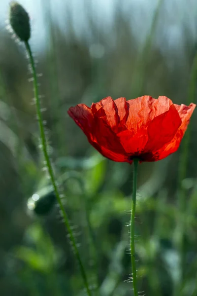 Amapola roja en un campo. —  Fotos de Stock